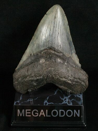 Nice Looking Megalodon Tooth #5616